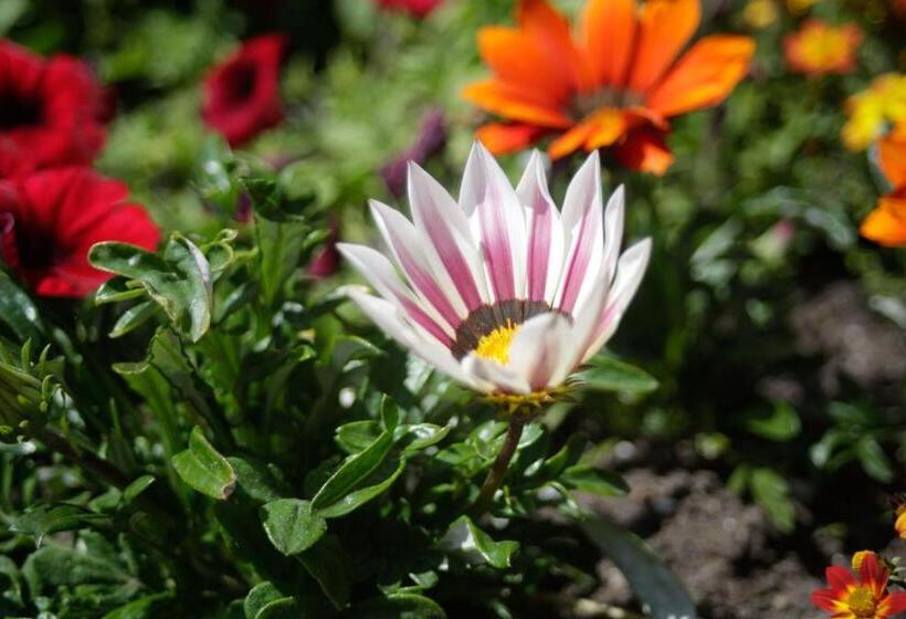 فندق The Kenrick