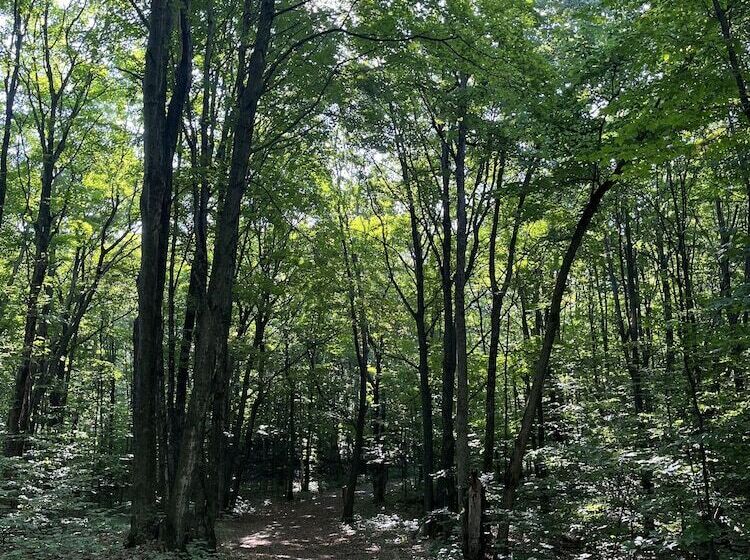 בית מלון כפרי Terrace Inn And 1911 Restaurant