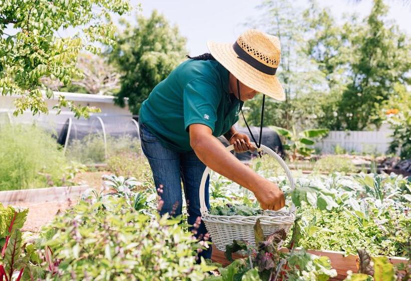 Отель The Cove Eleuthera