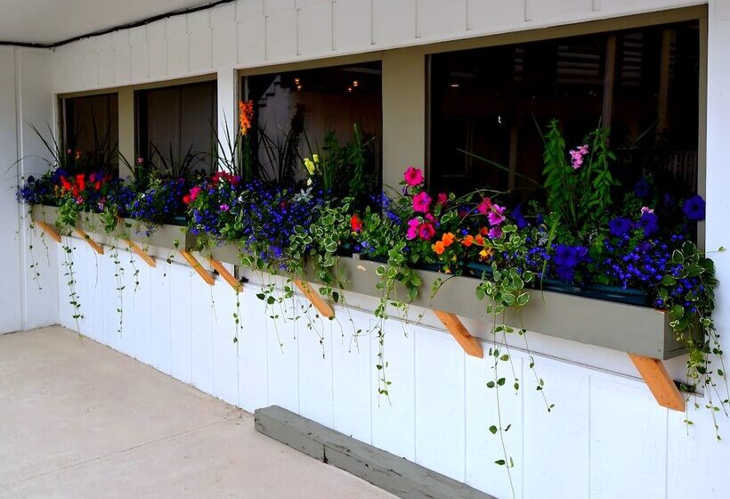 فندق White Buffalo