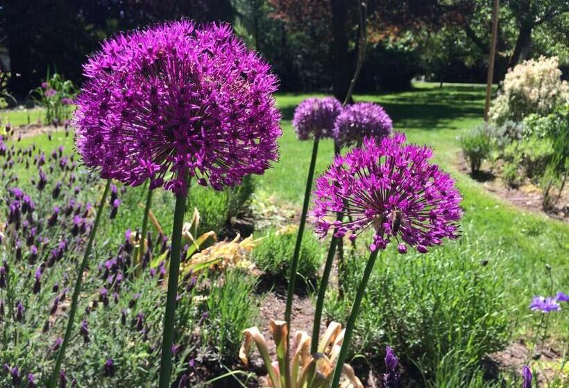 Hotel Wisteria Guest House