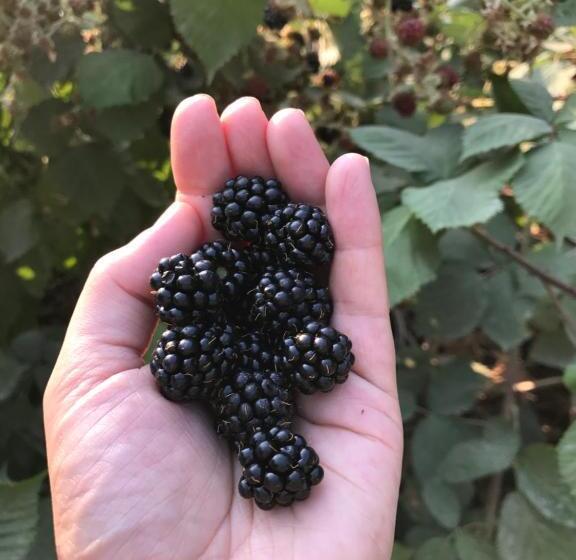 Hotel Wisteria Guest House