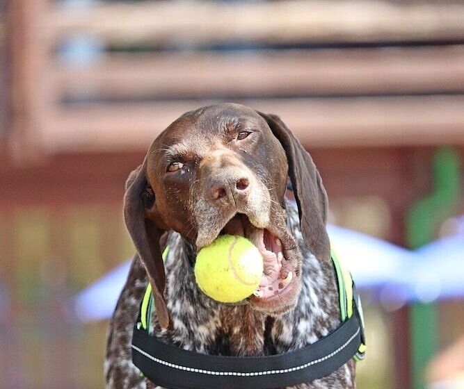 酒店 Petneházy Apart