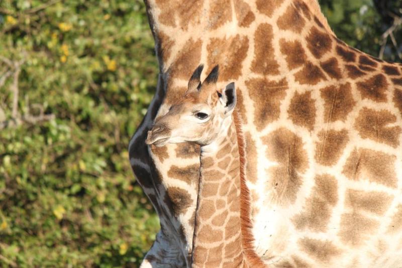 בית מלון כפרי Gooderson Bushlands Game Lodge