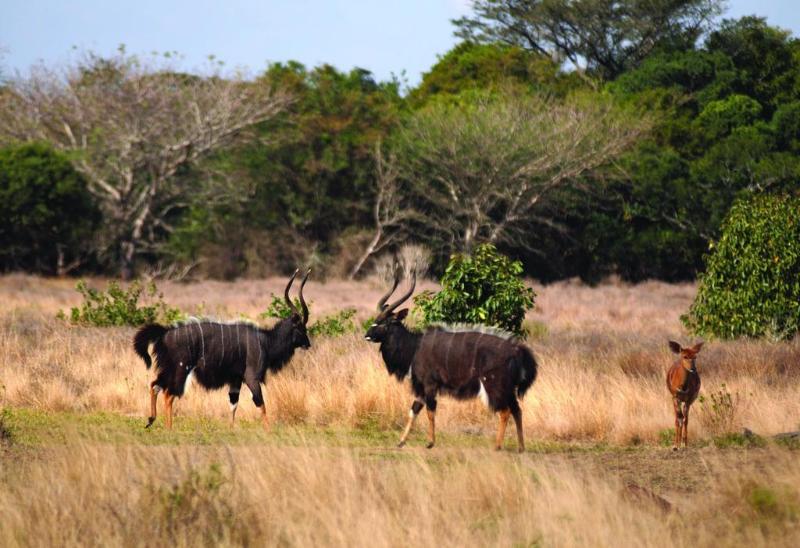 בית מלון כפרי Gooderson Bushlands Game Lodge