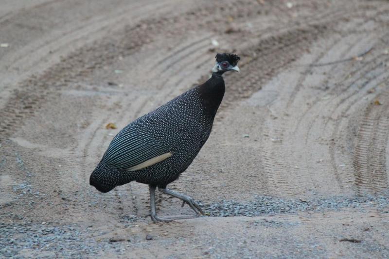 בית מלון כפרי Gooderson Bushlands Game Lodge