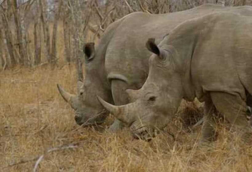 ホテル Matumi Game Lodge