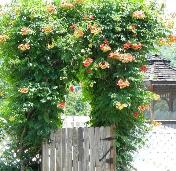 Clarketon Motel   Maggie Valley