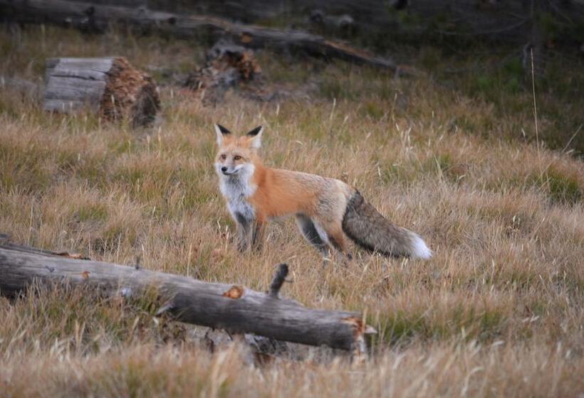 호텔 Brandin  Iron Inn