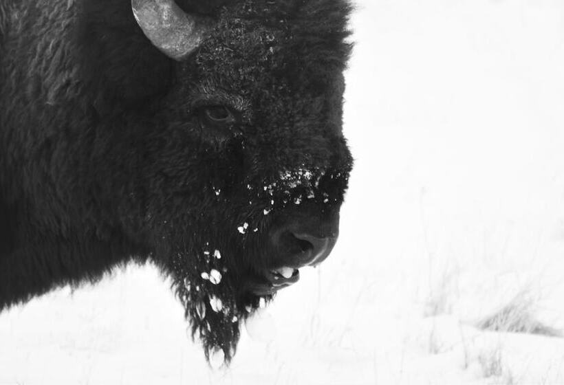 호텔 Brandin  Iron Inn