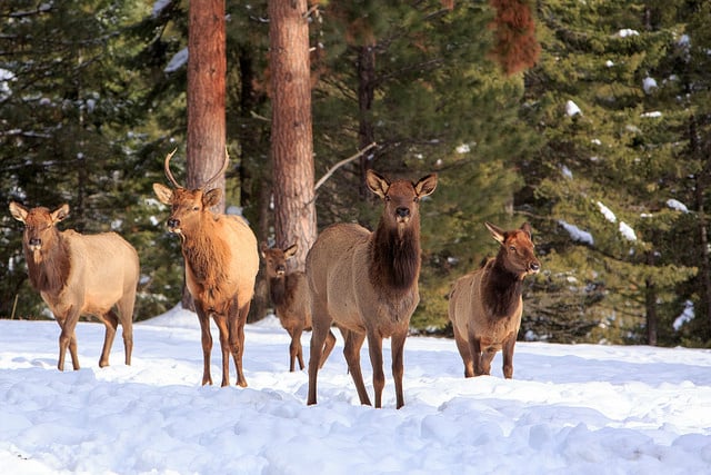 בית מלון כפרי Triple Creek Ranch