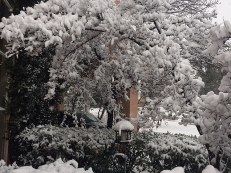 Отель Forest Villas