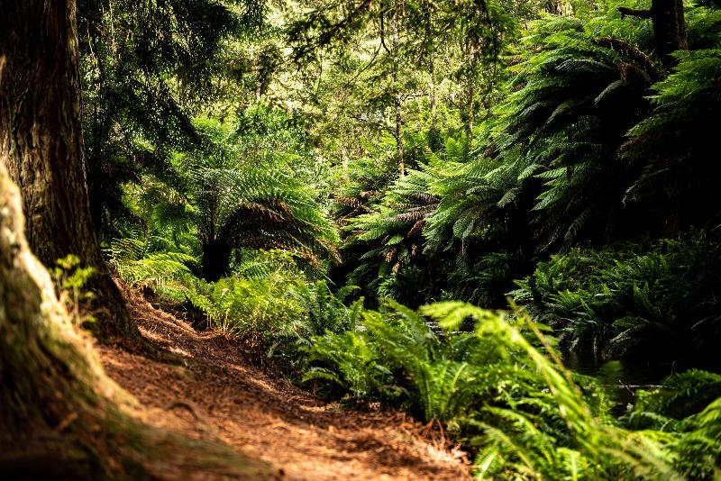 Apollo Bay Motel & Apartments, BW Signature Collection