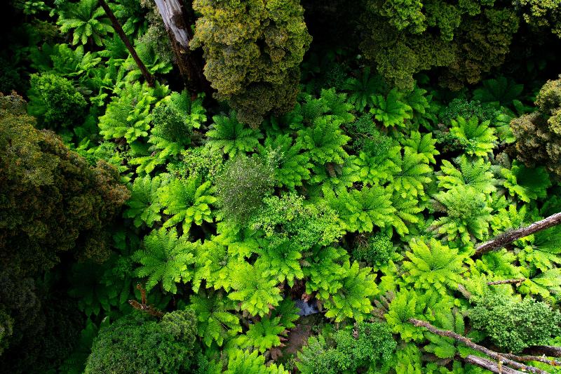 Apollo Bay Motel & Apartments, BW Signature Collection