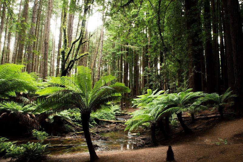 Apollo Bay Motel & Apartments, BW Signature Collection