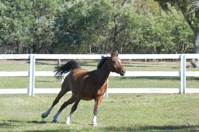בית מלון כפרי Country Club Tasmania