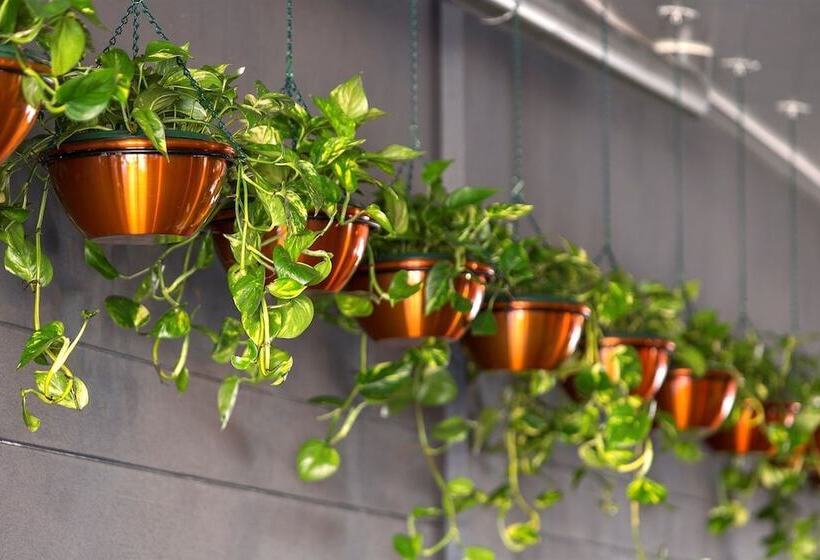 בית מלון כפרי Grand Chancellor Brisbane