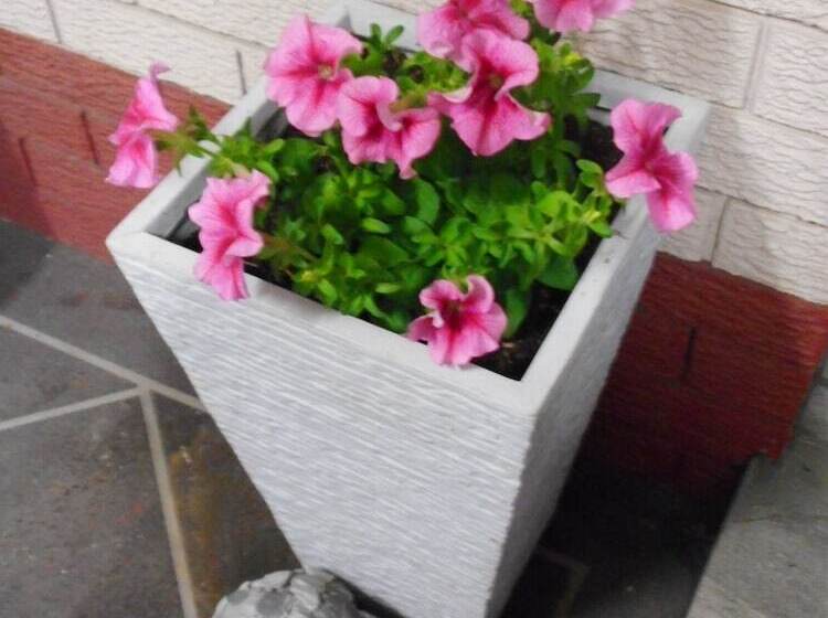 Отель Molly Morgan Motor Inn