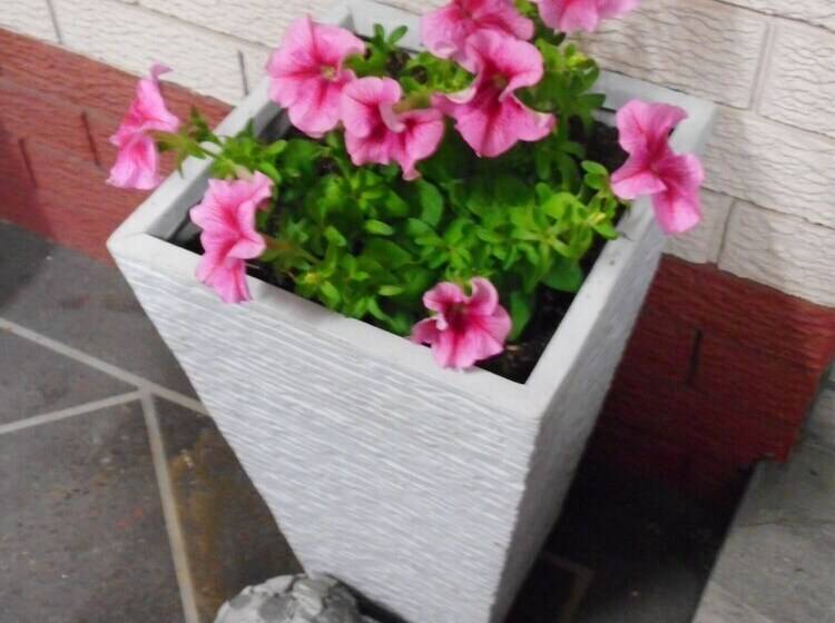 فندق Molly Morgan Motor Inn