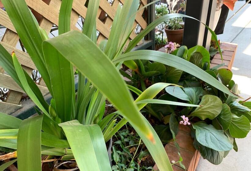 בית מלון כפרי Peter Allen Motor Inn