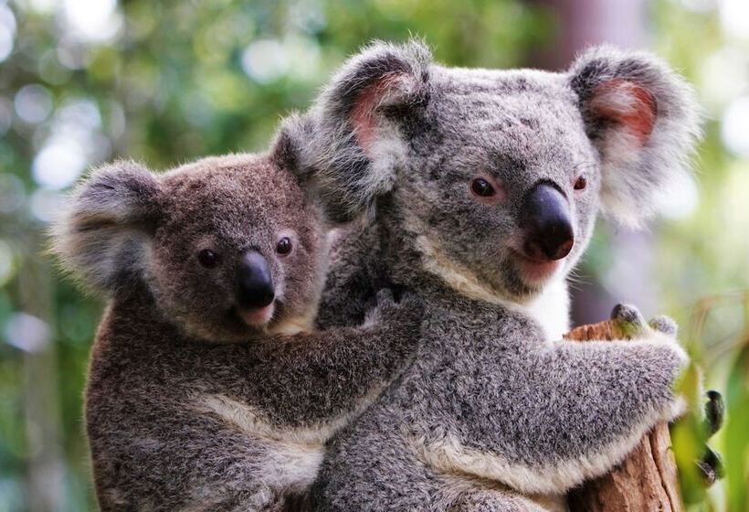 هتل Sandcastles On Currumbin Beach