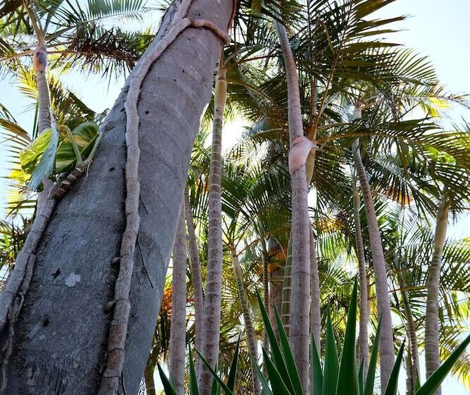 Sapphire Palms Motel