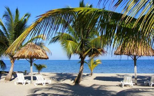 渡假胜地 Green Parrot Belize
