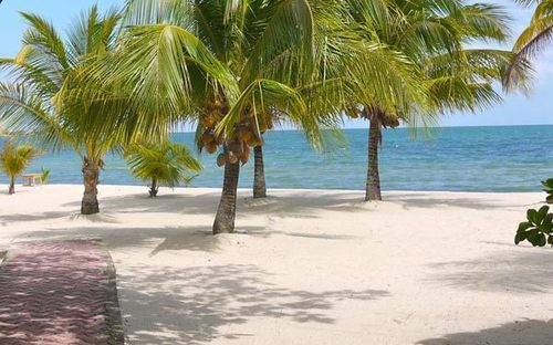 渡假胜地 Green Parrot Belize