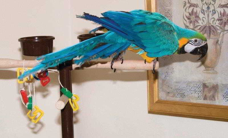 Отель Glenspean Lodge