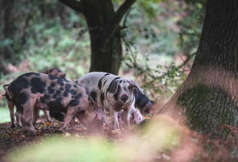 בית מלון כפרי Burley Manor