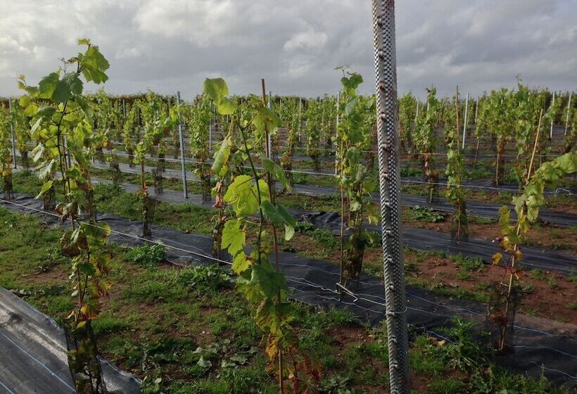 호텔 Granary Villa