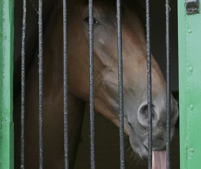 Отель Best Western Heath Court