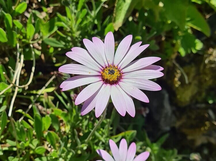 בית מלון כפרי Mansfield House