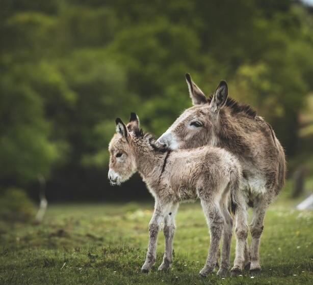 Отель Moorhill House Bed & Breakfast