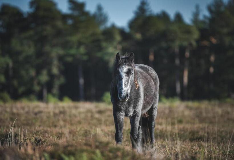 Отель Moorhill House Bed & Breakfast