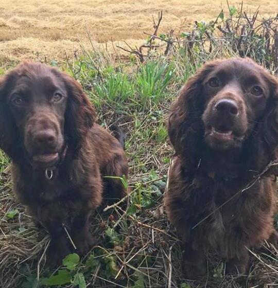 בית מלון כפרי Penmorvah Manor