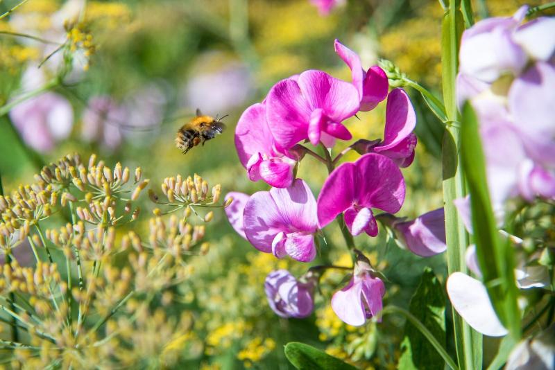 酒店 The Montagu Arms