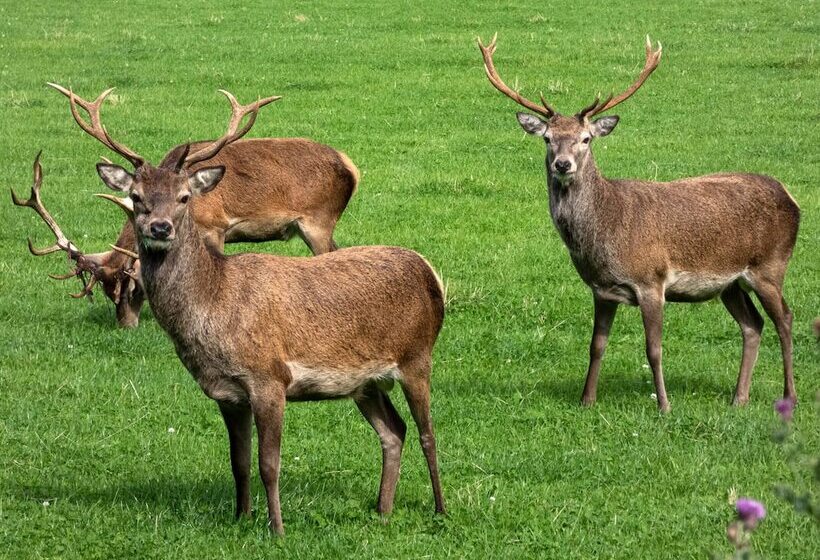 Loch Rannoch Hotel And Spa