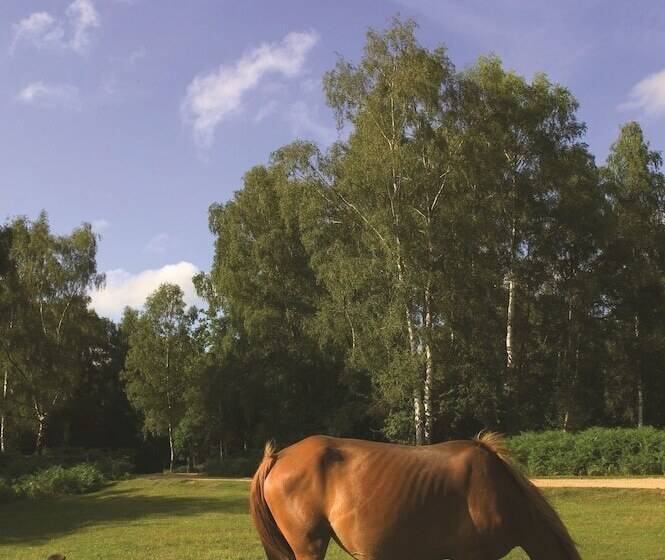 בית מלון כפרי Rhinefield House