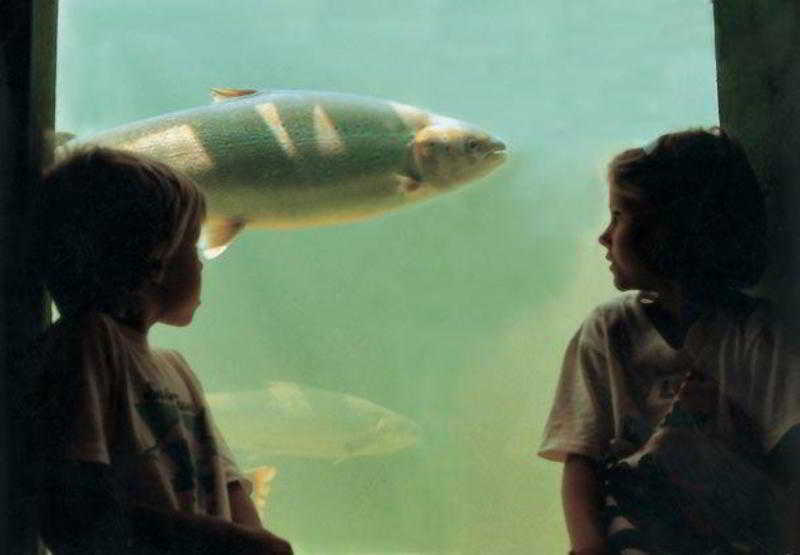 Отель The Algonquin Resort St. Andrews Bythesea, Autograph Collection