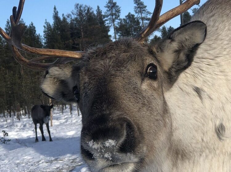 Kultahippu Hotel & Apartments