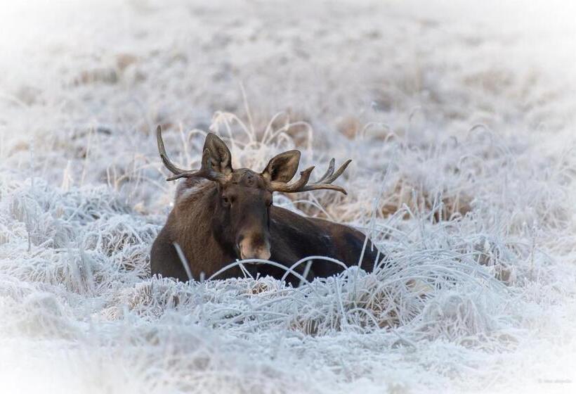 בית מלון כפרי Mesikammen