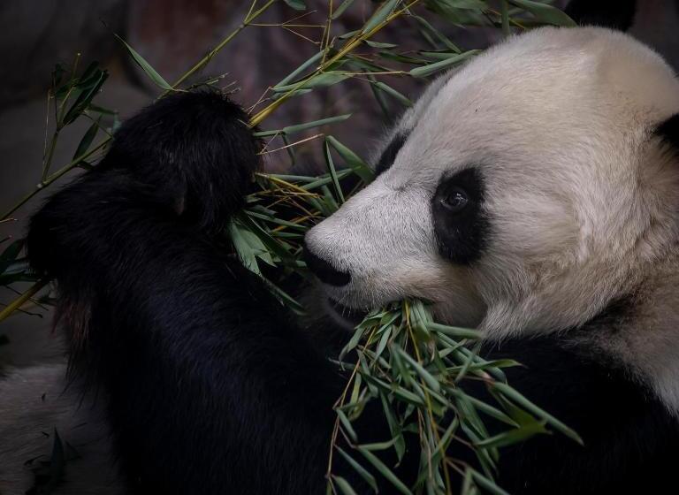 בית מלון כפרי Mesikammen