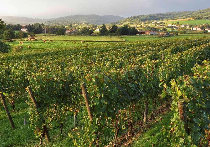 فندق Mercure Rodez Cathedrale