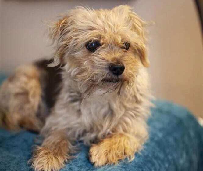 Sure Hotel By Best Western Lille Tourcoing Ex Hotel Garden