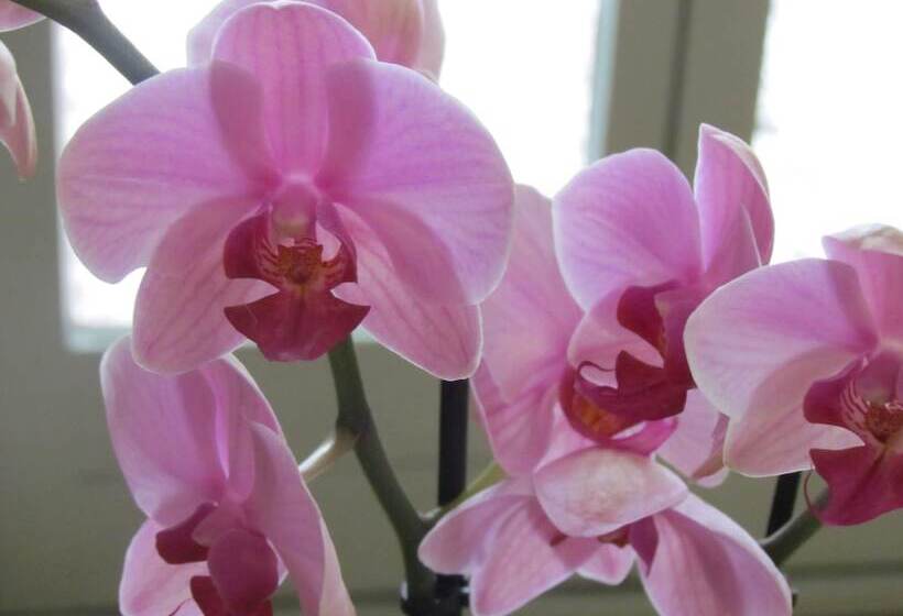 Отель Hôtel Du Parc