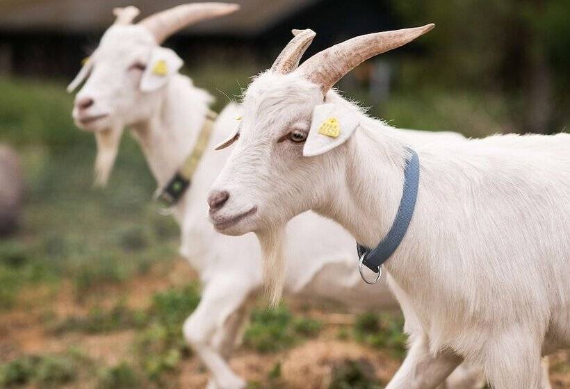 Seehotel Frankenhorst   Bw Signature Collection