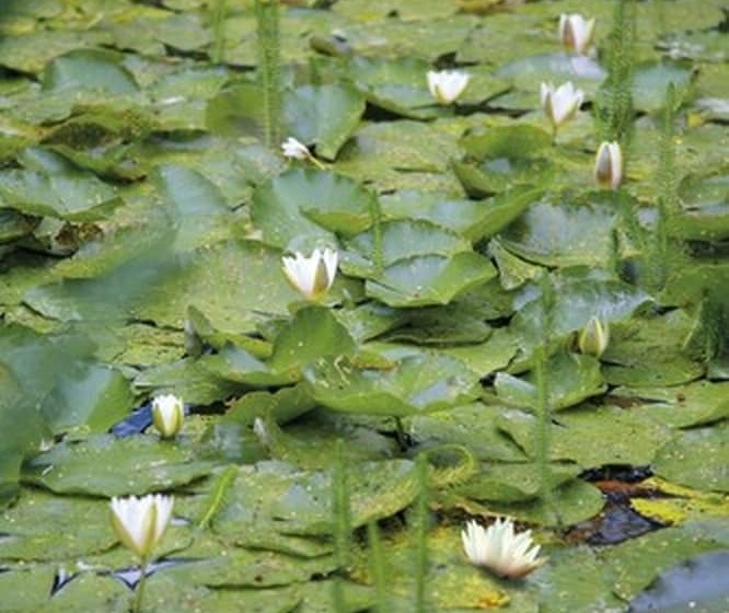 Romantik Hotel Jagdhaus Waldidyll