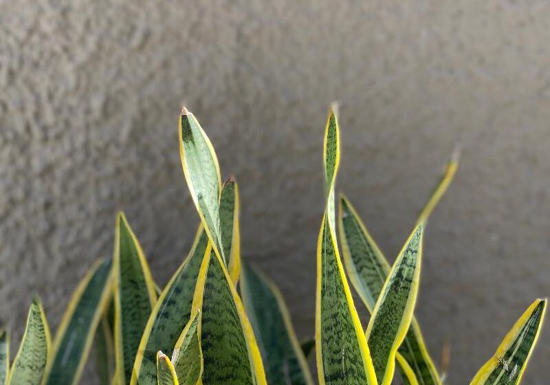 בית מלון כפרי Europa