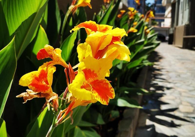 בית מלון כפרי Europa